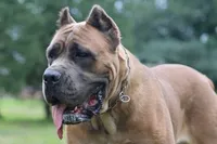 Midnight Groove’s Never Too Much- Luther, a male Cane Corso for sale in Charlotte, NC – 9 of 10