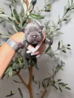 Shadow Spell, a female French Bulldog for sale in Louisville, KY – 4 of 6