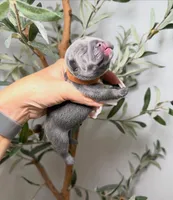 Mirage , a female French Bulldog for sale in Louisville, KY – 6 of 6
