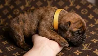 Midnight Groove’s Next Lifetime-Chestnut Brindle, a female Cane Corso for sale in Orlando, FL – 3 of 9