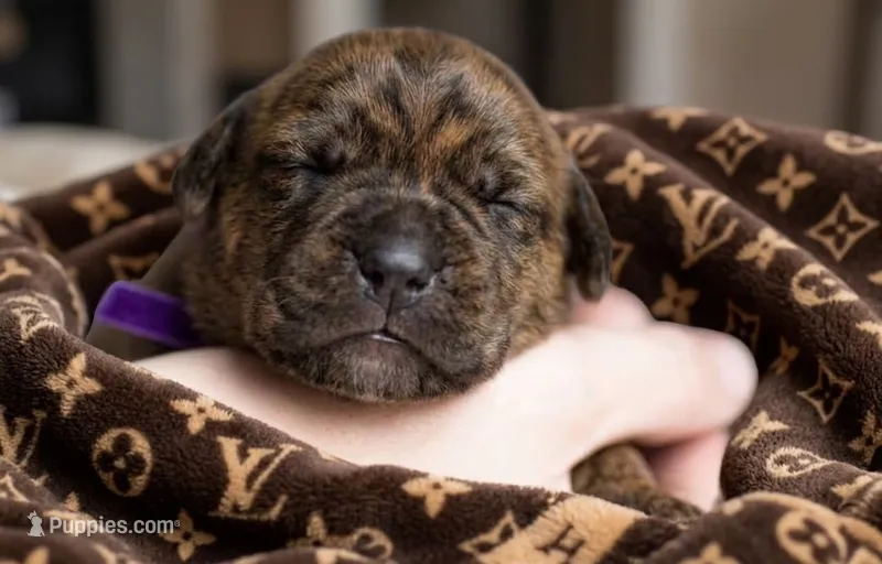 Midnight Groove’s So Anxious-Chestnut Brindle – Cane Corso puppy for sale in Orlando, FL