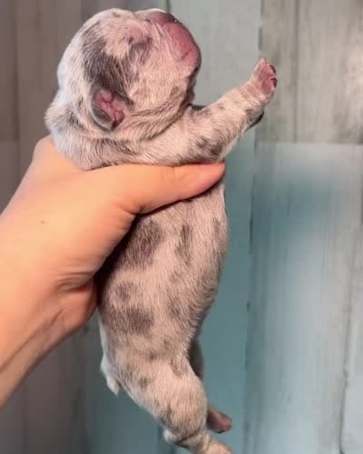 Midnight Groove’s One In A Million-Merle, a female French Bulldog for sale in Charlotte, NC – 3 of 3