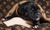 Midnight Groove’s Ascension-Black, a male Cane Corso for sale in Orlando, FL – 2 of 9