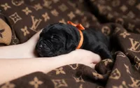 Midnight Groove’s Ascension-Black, a male Cane Corso for sale in Orlando, FL – 5 of 9