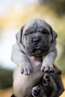 Midnight Groove’s What’s Going On- Marvin, a male Cane Corso for sale in Charlotte, NC – 2 of 10