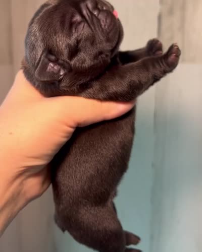 Midnight Groove’s Ascension-Black, a male French Bulldog for sale in Charlotte, NC – 3 of 3