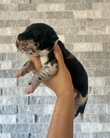 Sentinel & Soul Tequila: North American Mastiff-Black Merle , a female Cane Corso and American Mastiff for sale in Orlando, FL – 2 of 7