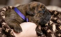 Midnight Groove’s So Anxious-Chestnut Brindle, a male Cane Corso for sale in Orlando, FL – 2 of 9