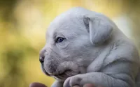 Midnight Groove’s Never Too Much- Luther, a male Cane Corso for sale in Charlotte, NC – 4 of 10