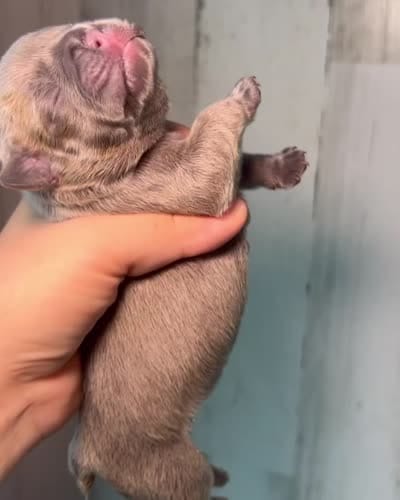 Midnight Groove’s The Sweetest Taboo-Lilac, a female French Bulldog for sale in Charlotte, NC – 3 of 3