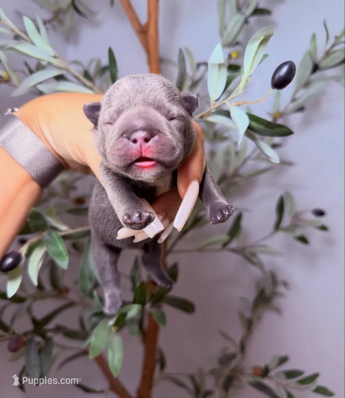 Mirage  – French Bulldog puppy for sale in Louisville, KY