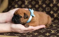 Midnight Groove’s One In A Million-Red Fawn, a female Cane Corso for sale in Orlando, FL – 5 of 9