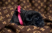 Midnight Groove’s The Sweetest Taboo-Black, a female Cane Corso for sale in Orlando, FL – 4 of 9