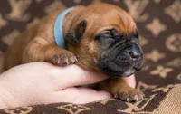 Midnight Groove’s One In A Million-Red Fawn, a female Cane Corso for sale in Orlando, FL – 1 of 9