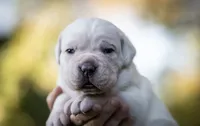 Midnight Groove’s Kiss Of Life- Sade, a female Cane Corso for sale in Charlotte, NC – 3 of 10