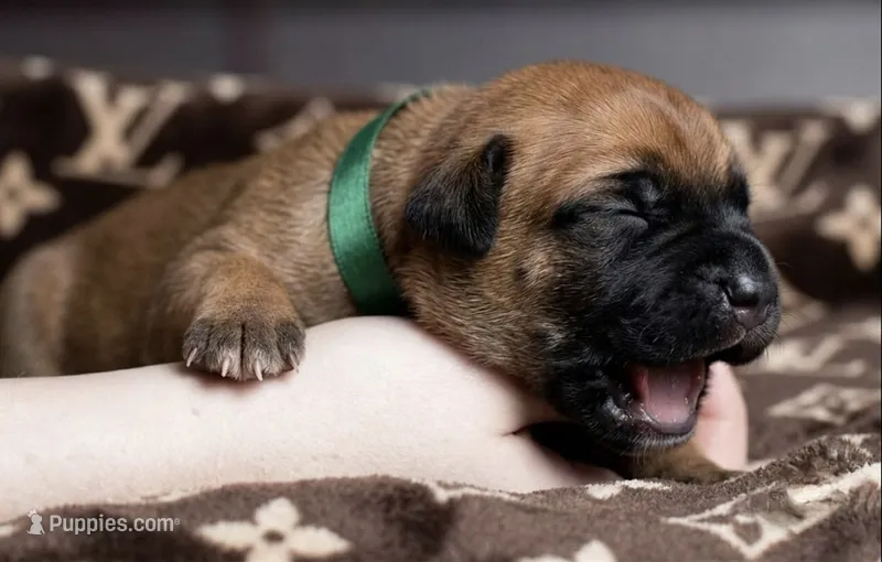 Midnight Groove’s Mad At Fire-Red Fawn – Cane Corso puppy for sale in Orlando, FL