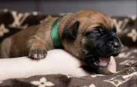 Midnight Groove’s Mad At Fire-Red Fawn, a male Cane Corso for sale in Orlando, FL – 1 of 9