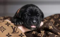Midnight Groove’s Ascension-Black, a male Cane Corso for sale in Orlando, FL – 3 of 9