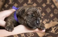 Midnight Groove’s So Anxious-Chestnut Brindle, a male Cane Corso for sale in Orlando, FL – 5 of 9
