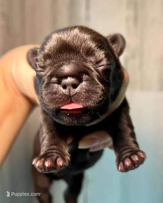 Midnight Groove’s Ascension-Black – French Bulldog puppy for sale in Charlotte, NC