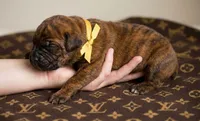 Midnight Groove’s Next Lifetime-Chestnut Brindle, a female Cane Corso for sale in Orlando, FL – 2 of 9
