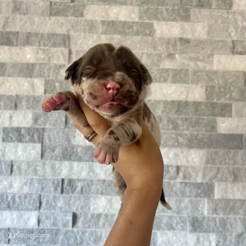 Sentinel & Soul Rémy Martin: North American Mastiff-Chocolate Merle  – Cane Corso, American Mastiff puppy for sale in Orlando, FL