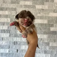 Sentinel & Soul Rémy Martin: North American Mastiff-Chocolate Merle , a male Cane Corso and American Mastiff for sale in Orlando, FL – 1 of 7