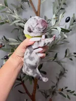 Voodoo-Merle, a male French Bulldog for sale in Louisville, KY – 6 of 8