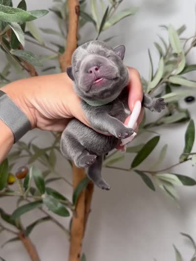 Shadow Spell, a female French Bulldog for sale in Louisville, KY – 2 of 6