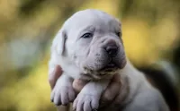 Midnight Groove’s Kiss Of Life- Sade, a female Cane Corso for sale in Charlotte, NC – 2 of 10