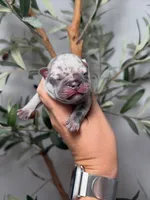 Phantom-Merle, a male French Bulldog for sale in Louisville, KY – 5 of 8