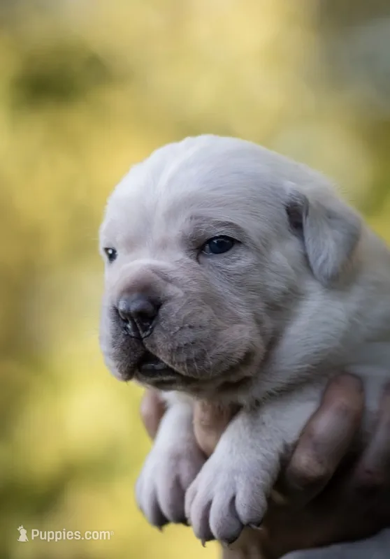 Midnight Groove’s Kiss Of Life- Sade – Cane Corso puppy for sale in Charlotte, NC