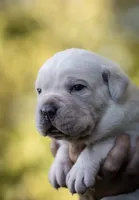 Midnight Groove’s Kiss Of Life- Sade, a female Cane Corso for sale in Charlotte, NC – 1 of 10