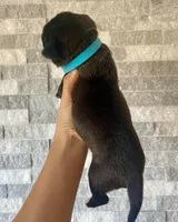 Sentinel & Soul Stoli: North America Mastiff-Black, a female Cane Corso and American Mastiff for sale in Orlando, FL – 3 of 7