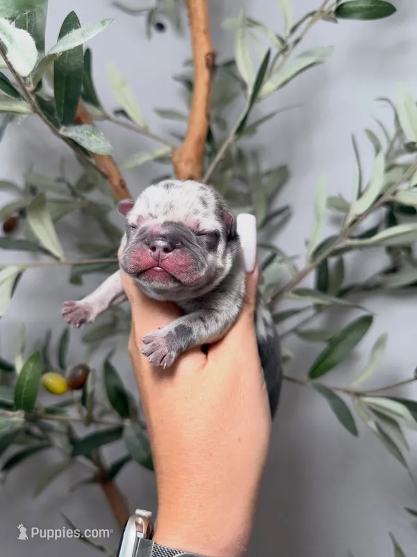 Phantom-Merle – French Bulldog puppy for sale in Louisville, KY