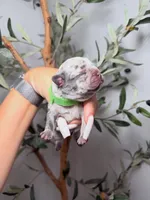 Spellbound-Merle, a female French Bulldog for sale in Louisville, KY – 6 of 6