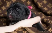 Midnight Groove’s The Sweetest Taboo-Black, a female Cane Corso for sale in Orlando, FL – 3 of 9