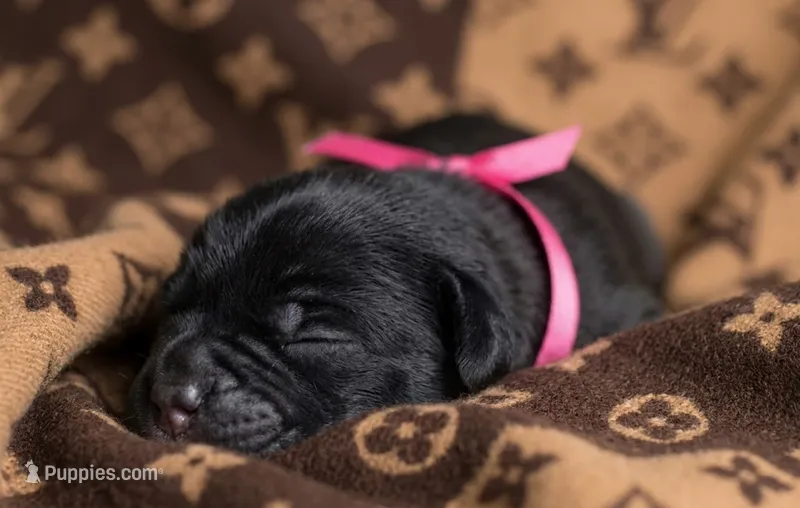 Midnight Groove’s The Sweetest Taboo-Black – Cane Corso puppy for sale in Orlando, FL
