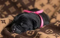 Midnight Groove’s The Sweetest Taboo-Black, a female Cane Corso for sale in Orlando, FL – 1 of 9