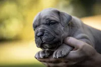 Midnight Groove’s What’s Going On- Marvin, a male Cane Corso for sale in Charlotte, NC – 6 of 10