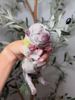 Voodoo-Merle, a male French Bulldog for sale in Louisville, KY – 3 of 8
