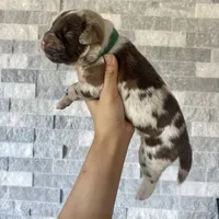 Sentinel & Soul Rémy Martin: North American Mastiff-Chocolate Merle , a male Cane Corso and American Mastiff for sale in Orlando, FL – 2 of 7