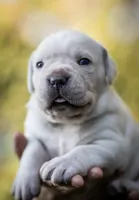 Midnight Groove’s Never Too Much- Luther, a male Cane Corso for sale in Charlotte, NC – 5 of 10