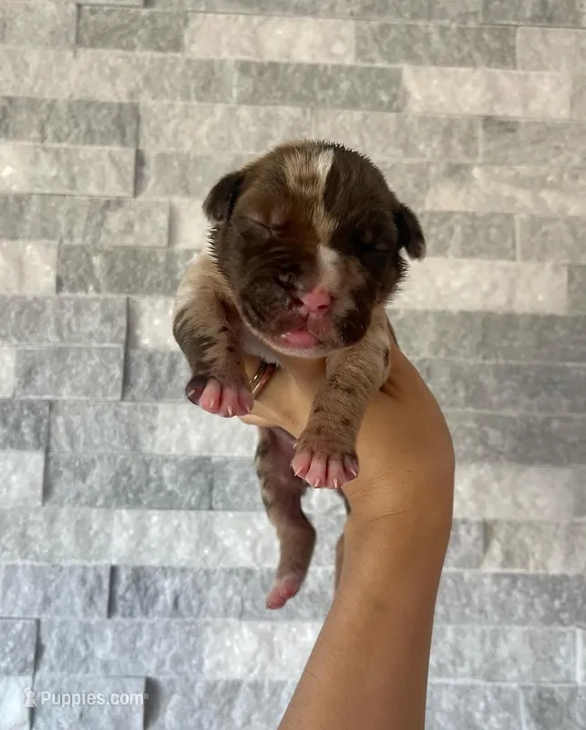 Sentinel & Soul Kahlúa: North American Mastiff-Chocolate Merle – Cane Corso, American Mastiff puppy for sale in Orlando, FL
