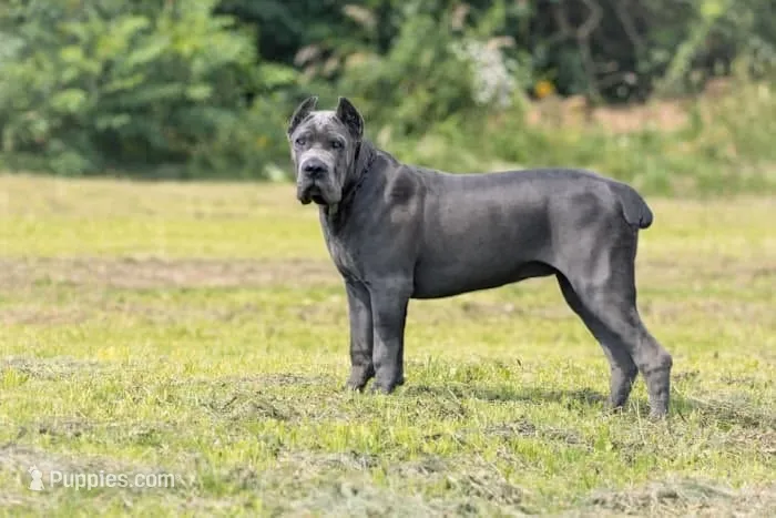 Midnight Groove’s Ascension-Black – Cane Corso puppy on hold in Charlotte, NC