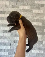 Sentinel & Soul Hennessy: North American Mastiff-Chocolate, a male Cane Corso and American Mastiff for sale in Orlando, FL – 2 of 7
