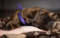 Midnight Groove’s So Anxious-Chestnut Brindle, a male Cane Corso for sale in Orlando, FL – 3 of 9