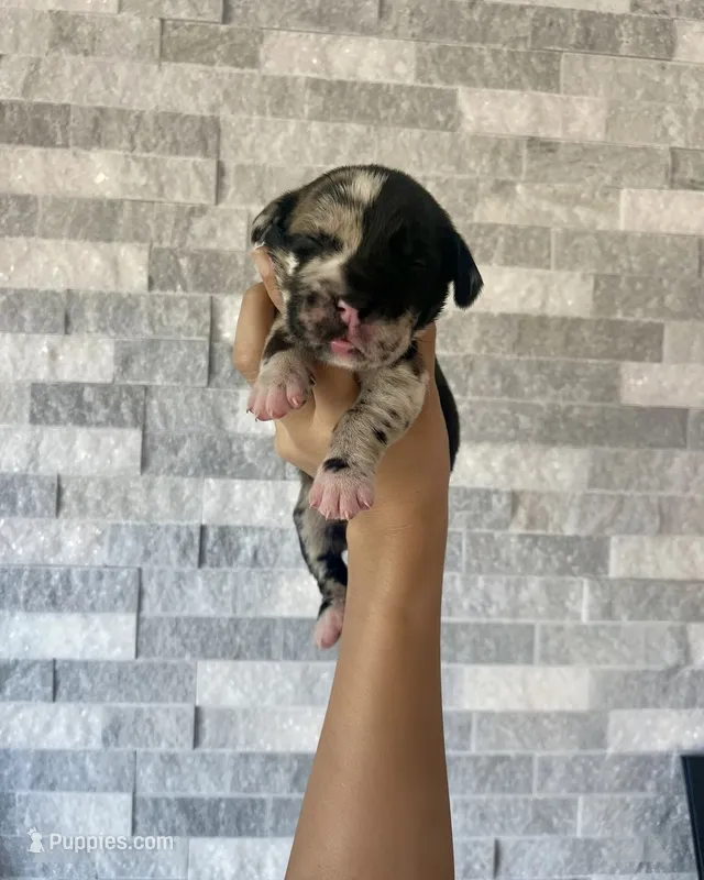 Sentinel & Soul Tequila: North American Mastiff-Black Merle  – Cane Corso, American Mastiff puppy for sale in Orlando, FL