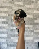 Sentinel & Soul Tequila: North American Mastiff-Black Merle , a female Cane Corso and American Mastiff for sale in Orlando, FL – 1 of 7