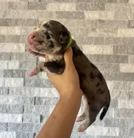 Sentinel & Soul Louis XIII: North American Mastiff-Black Merle, a male Cane Corso and American Mastiff for sale in Orlando, FL – 3 of 7